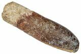 Fossil Sauropod Dinosaur (Titanosaur) Tooth - Morocco #332507-1